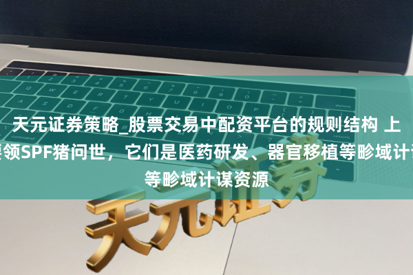 天元证券策略_股票交易中配资平台的规则结构 上海高要领SPF猪问世，它们是医药研发、器官移植等畛域计谋资源